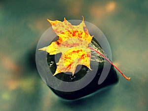 Autumn nature. Detail of rotten orange red maple leaf. Fall leaf on stone