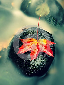 Autumn nature. Detail of rotten orange red maple leaf. Fall leaf on stone