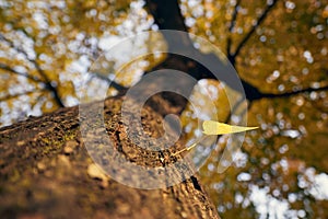 Autumn nature detail. Yellow leave on a tree stem