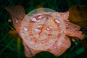 Autumn nature in dew and frost