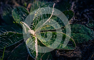 Autumn nature in dew and frost