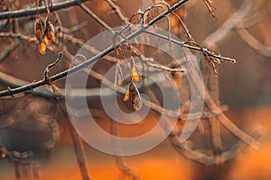 Autumn nature in dew and frost