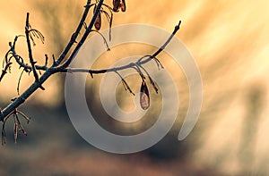 Autumn nature in dew and frost