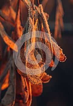 Autumn nature in dew and frost