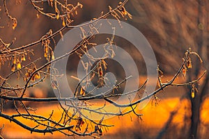 Autumn nature in dew and frost