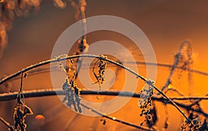 Autumn nature in dew and frost