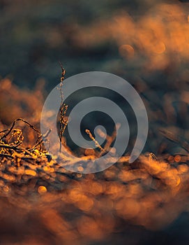 Autumn nature in dew and frost