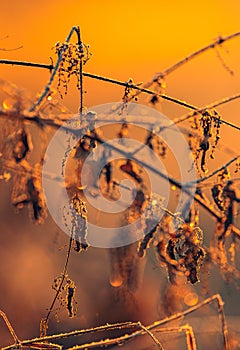 Autumn nature in dew and frost