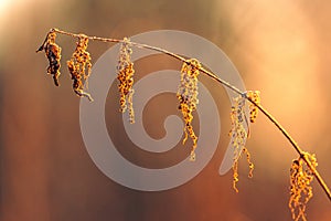 Autumn nature in dew and frost