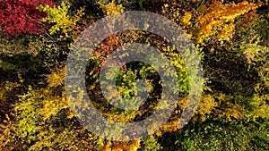 Autumn nature drone shot of colorful deciduous forest in fall
