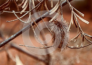 autumn in the nature dry branch with flower