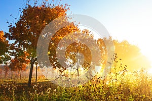 Autumn nature. Fall scene. Autumn landscape of colorful trees in park. Sunny morning in autumn outdoor