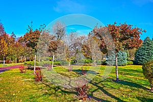 The autumn nature with green lawn and whitebeam trees in park