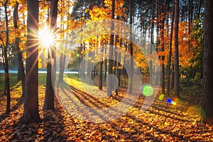 Autumn nature landscape with bright sunbeams. Colored trees in sunlight in forest. Autumn forest. Fall nature