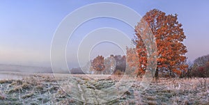 Autumn nature landscape with clear sky and colored tree. Cold meadow with hoarfrost on grass in november morning photo