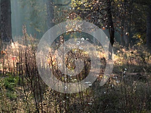 Autumn nature landscape of colorful forest and flowers