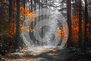 Autumn nature landscape. Colorful forest in sunlight. Scenery fall. Scenic ivid trees in woodland. Fall season