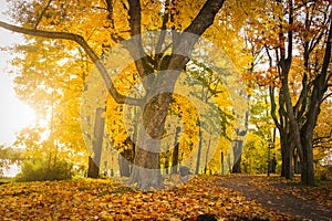 Autumn nature landscape in colorful park. Yellow foliage on trees in alley. Fall in october.