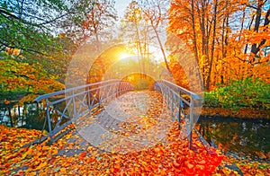 Autumn nature landscape. Lake bridge in fall forest. Path way in gold woods. Romantic view image scene. Magic misty suns