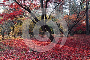 Autumn nature landscape. Red fogliag of Acer Palmatum or Japanese Maple in the Arboretum in Rogow in Poland
