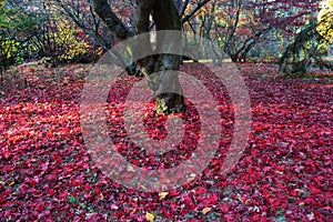 Autumn nature landscape. Red fogliag of Acer Palmatum or Japanese Maple in the Arboretum in Rogow in Poland