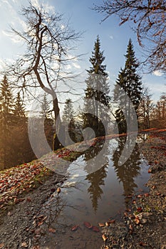 Autumn nature landscape in rodnei mountains with trees, sky and clouds in the morning