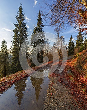 Autumn nature landscape in rodnei mountains with trees, sky and clouds in the morning