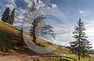 Autumn nature landscape in rodnei mountains with trees, sky and clouds in the morning