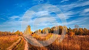 Autumn nature. Landscape on sunny bright day. Colorful trees on beautiful meadow in the morning.