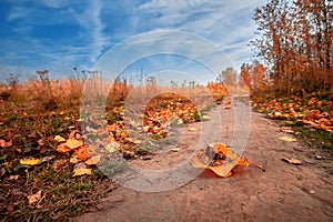 Autumn nature. Landscape on sunny bright day. Colorful trees on beautiful meadow in the morning.