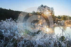 Autumn nature. Mist morning