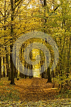 Autumn nature path trough broadleaf forest photo