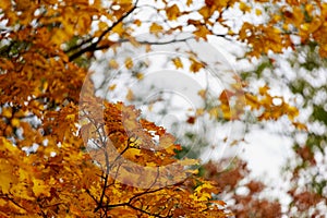 Autumn nature during the period of golden autumn with selective focus and copy space for text. Background