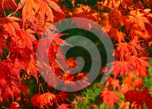 Autumn nature red leaves backdrop photo