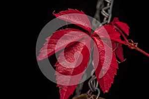 Autumn nature, reddened grape leaf on a black background with a chain in the background a