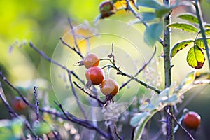 Autumn nature with rosehip berries on shrub
