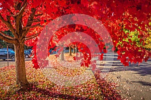 Autumn nature scene with beautiful red trees
