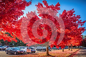 Autumn nature scene with beautiful red trees