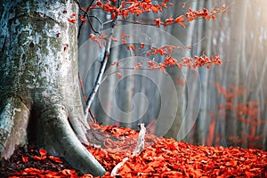 Autumn nature scene. Fantasy fall landscape. Beautiful autumnal park with red leaves and old trees photo