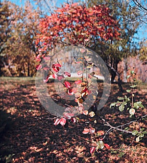 Autumn nature scene. Red leaves on a tree branch