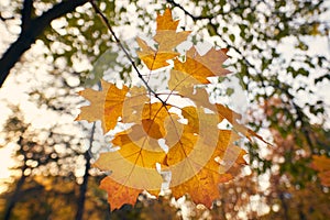 Autumn nature scene. Yellow leaves on a tree branch