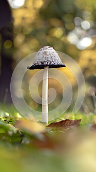 Autumn nature scenery. Cute lonely mushroom Coprinus Comatus on blurred background of yellow leaves of autumn park