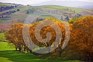 Autumn, nature or tree and landscape in countryside with field, hill or mountain environment in New Zealand. Agriculture
