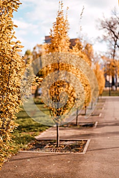 Autumn nature. Yellow leaves on autumn trees in the city park