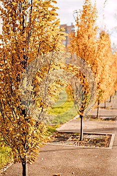 Autumn nature. Yellow leaves on autumn trees in the city park