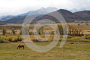 Autumn near Ridgway