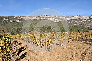 Autumn near the village of La Vilella Alta, in the