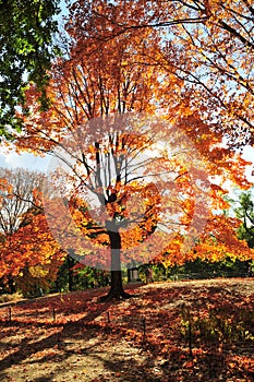 Autumn in New York