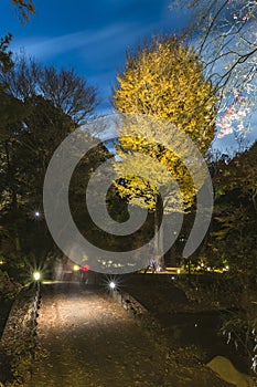 Autumn night lightup of the giant yellow ginkgo biloba in the forest of the Rikugien Garden of Tokyo