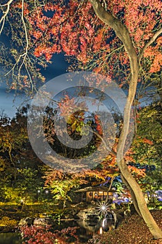 Autumn night lightup of a mapple tree with curve trunk in the Rikugien Garden of Tokyo